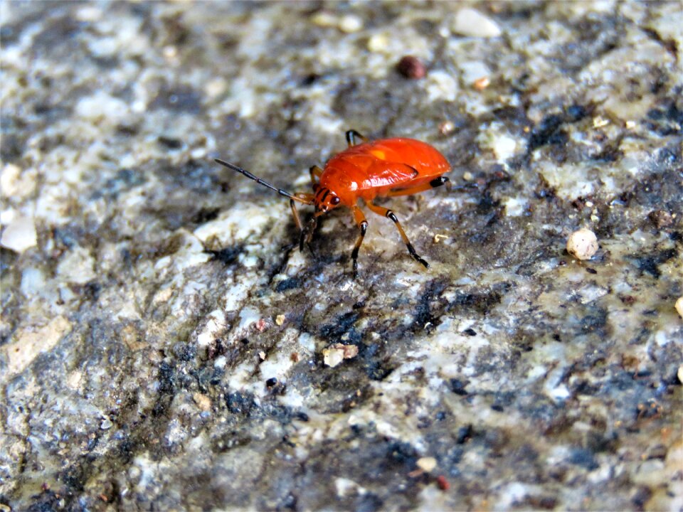 Beetle stone outside