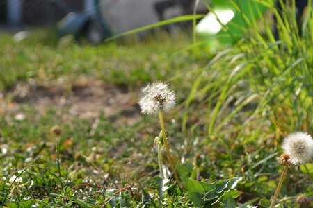 Macro landscape summer photo