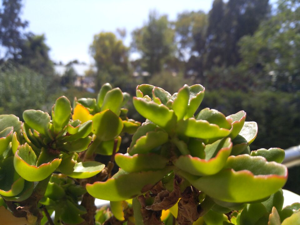 Leafs nature calm
