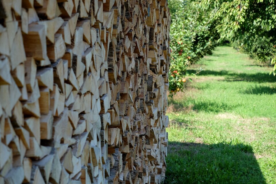 Apple tree tree holtz master