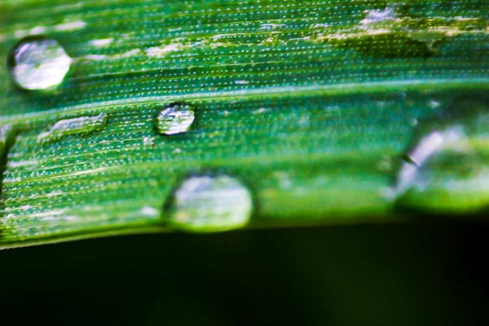 Sheet flora nature