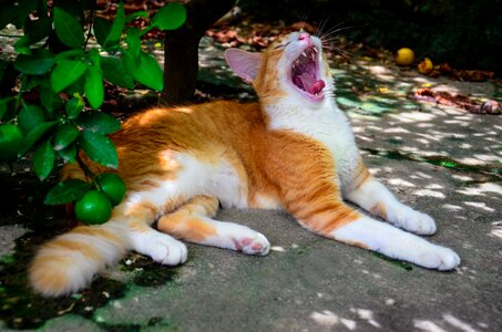Animals kitten whiskers