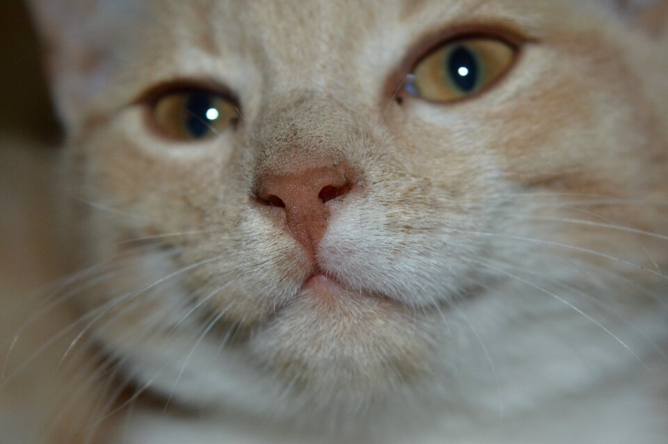 Red male amber whiskers