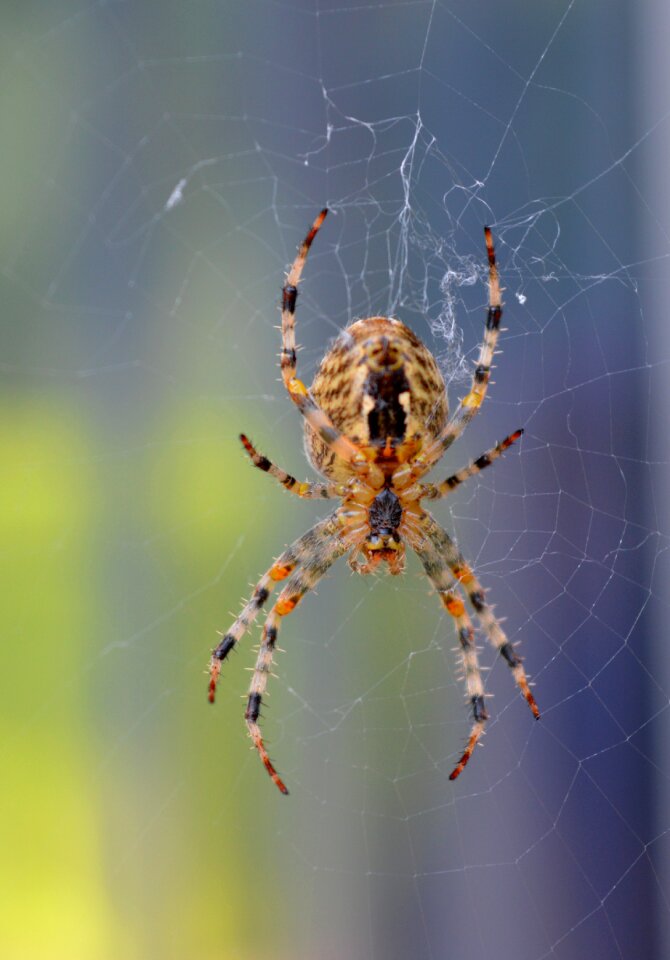 Spider cobweb close up