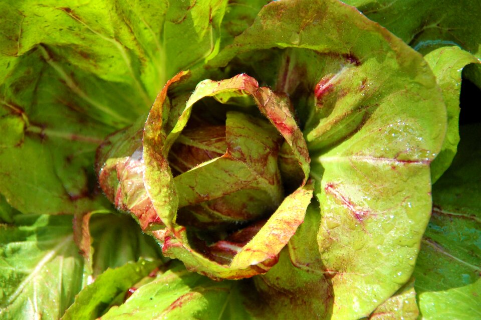 Vegetable garden eat