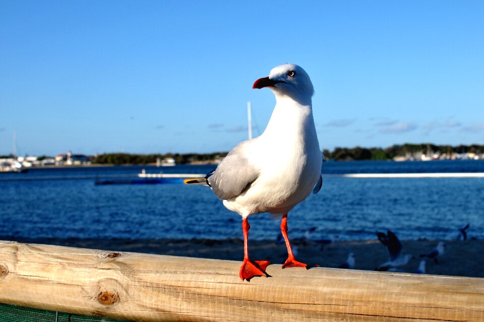 Sea white bird