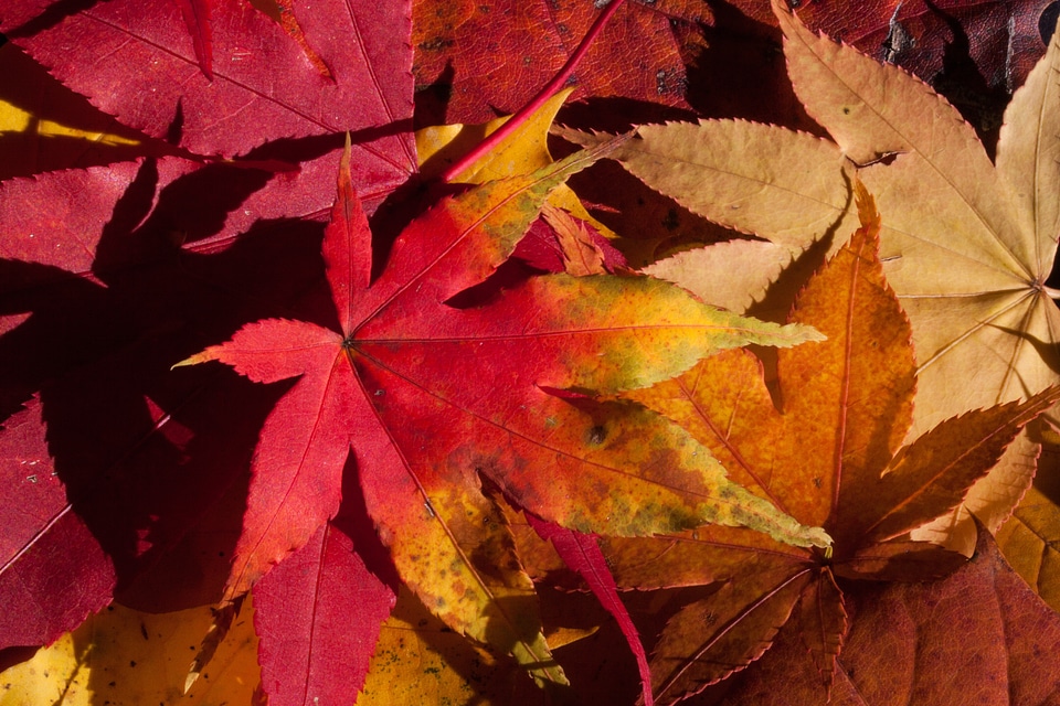 Leaves leaves in the autumn colorful