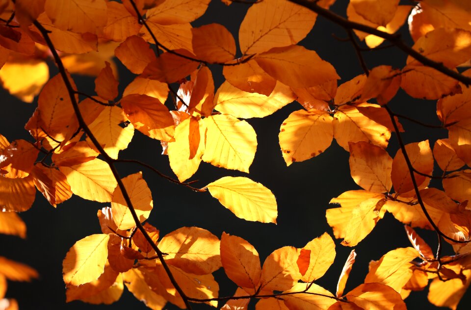 Fall foliage fall leaves gold