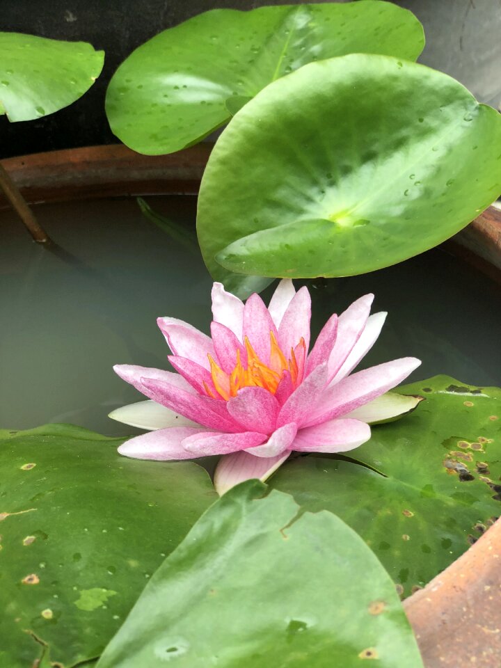 Lotus basin flora colorful