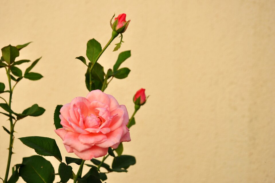 Flowers garden rosa
