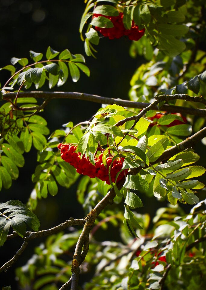 Nature berry foliage
