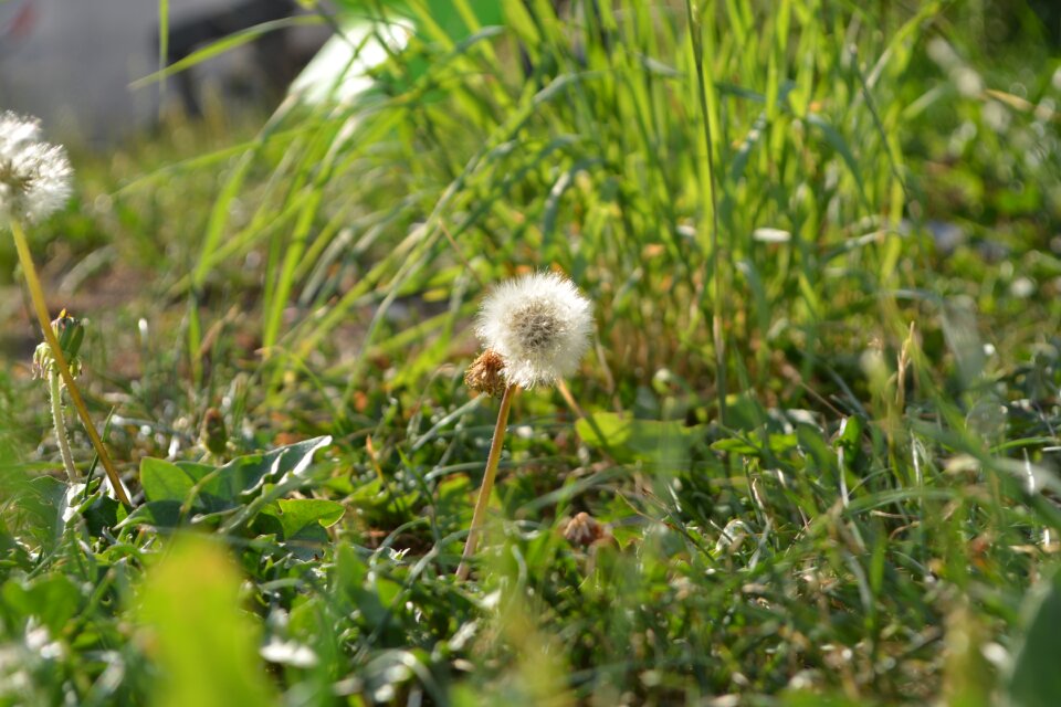 Macro landscape summer