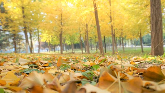 Leaf ginkgo autumn