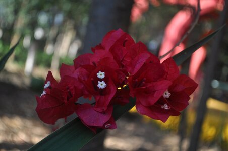 Red flower drop-down red flower the flower in the foreground