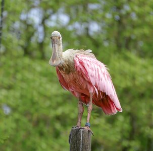 Plumage feather animal