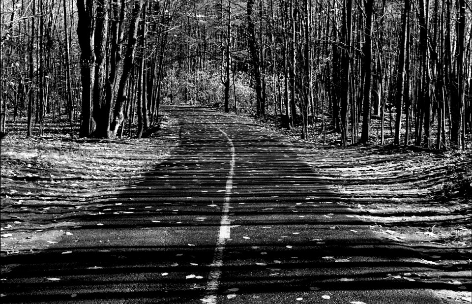 Wood landscape path