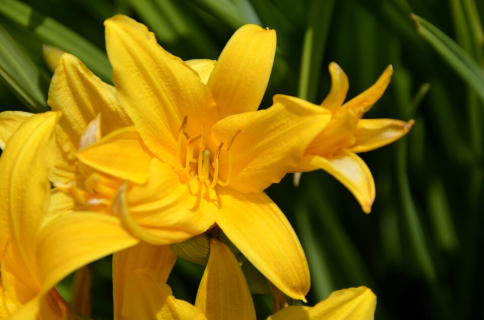 Flowers close up garden photo