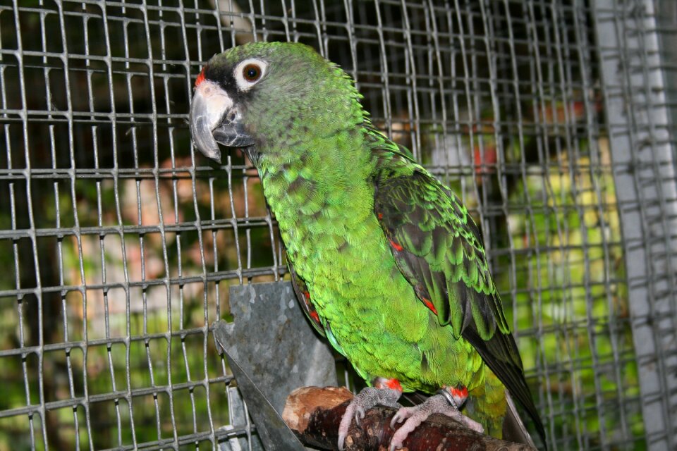 Parrot in the park poicephalus gulielmi