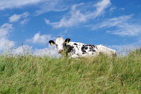 North sea animals cows photo