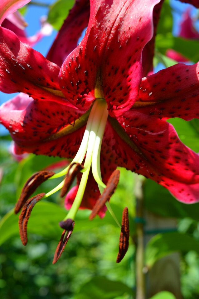 Lily red close up photo