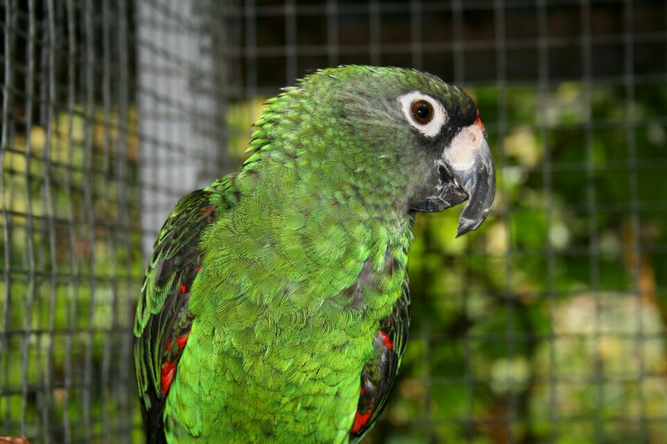 Animals nature plumage