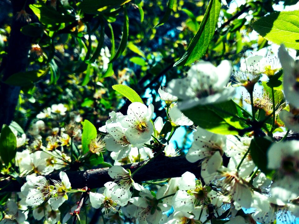 Blossom leaf roses