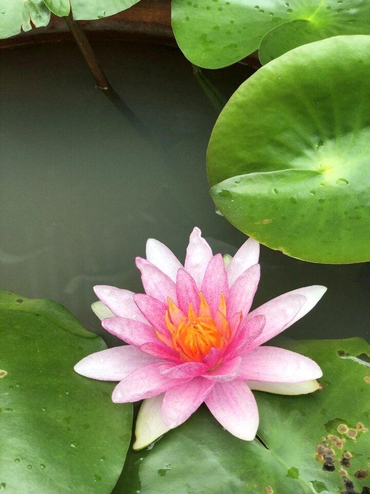 Water plants tub reflection