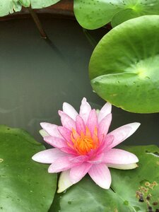 Water plants tub reflection photo