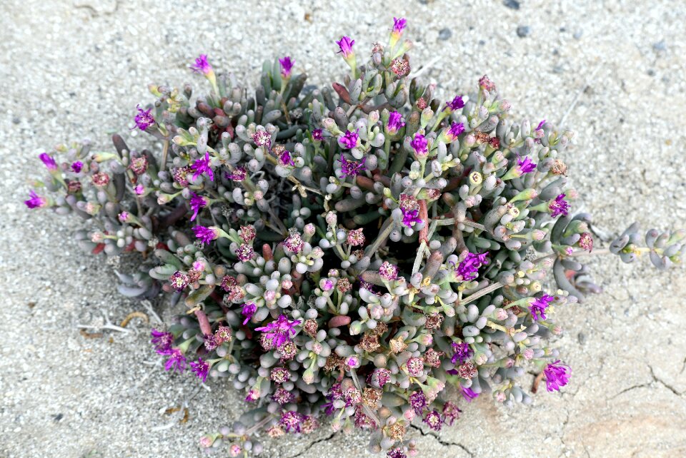 Desert south africa hardy