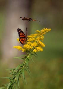 Insect wing
