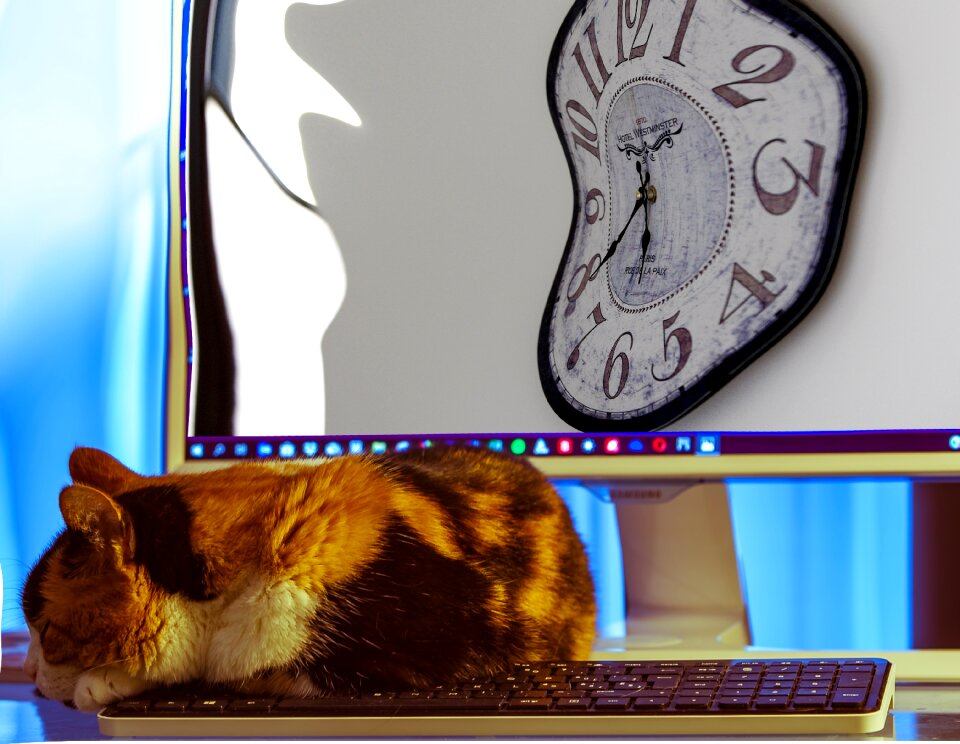 Feel good cat relax