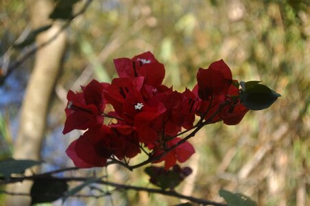 Red flower drop-down red flower the flower in the foreground
