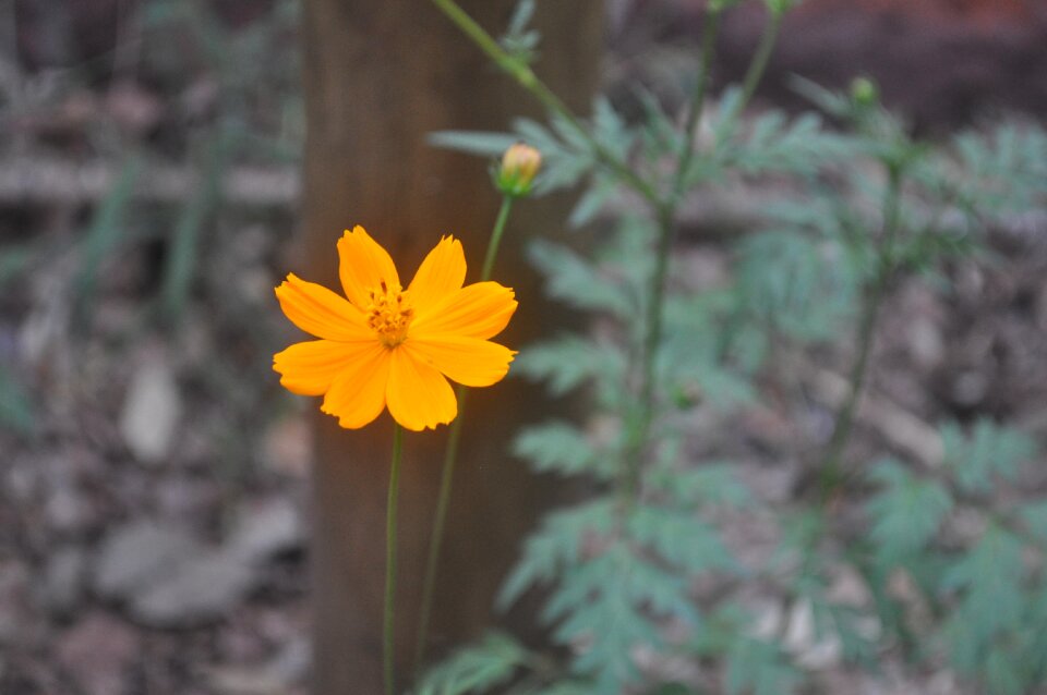 Flower with focus flowers yellow