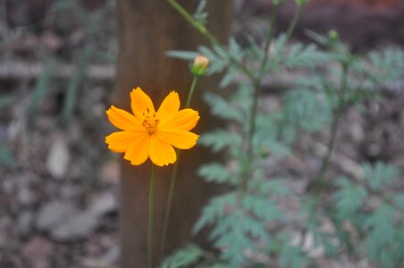 Flower with focus flowers yellow