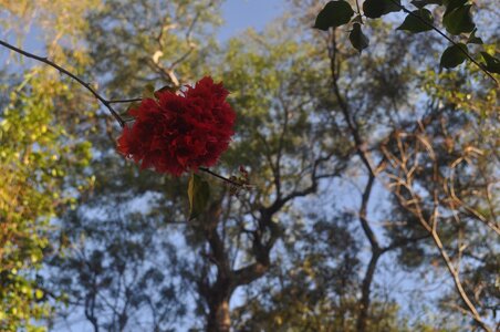 Red flower drop-down red flower the flower in the foreground