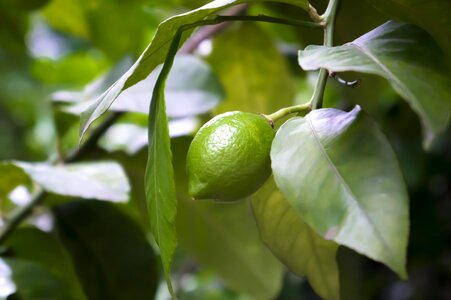 Green citrus fruit tree photo