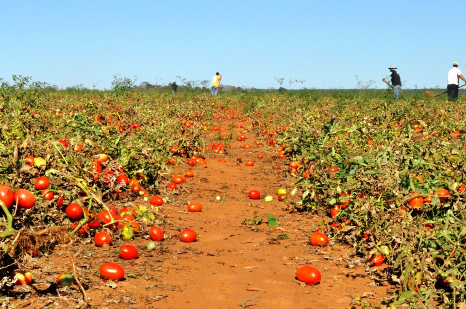 Harvest field vegetables