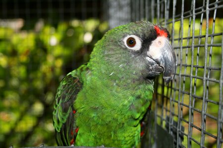 Jardine's parrot bird parrot poicephalus gulielmi photo