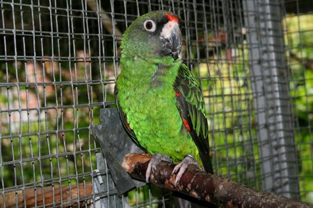 Parrot poicephalus gulielmi