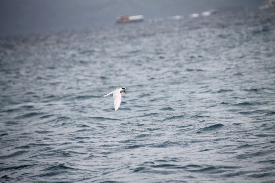Boracay bird flying above ocean