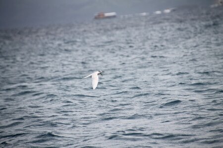 Boracay bird flying above ocean photo