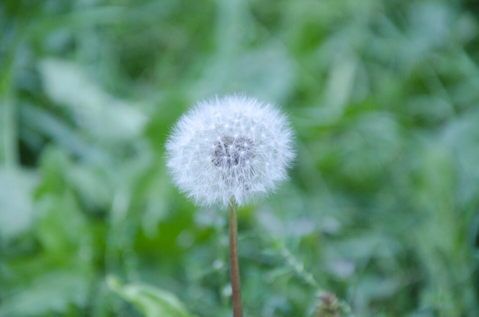 Flower summer nature