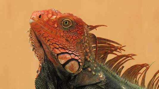 Exotic creature eye