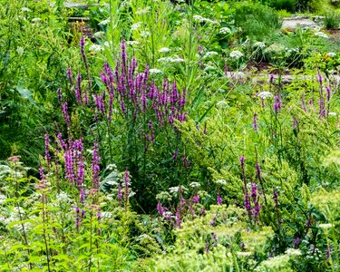 Flower nature garden