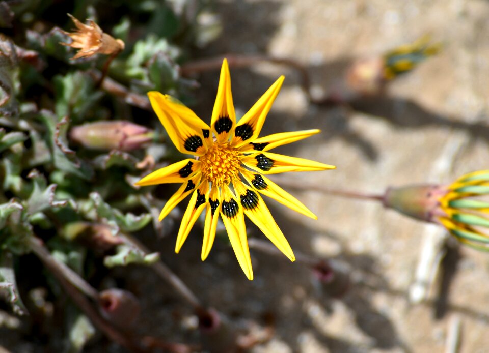 Desert vegetation south africa