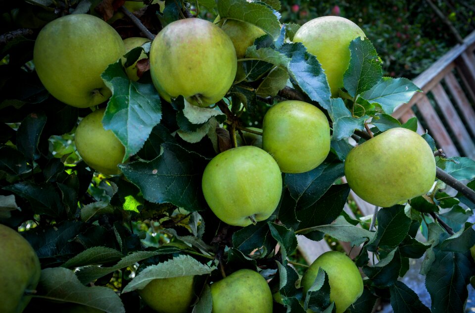 Tree fruit food