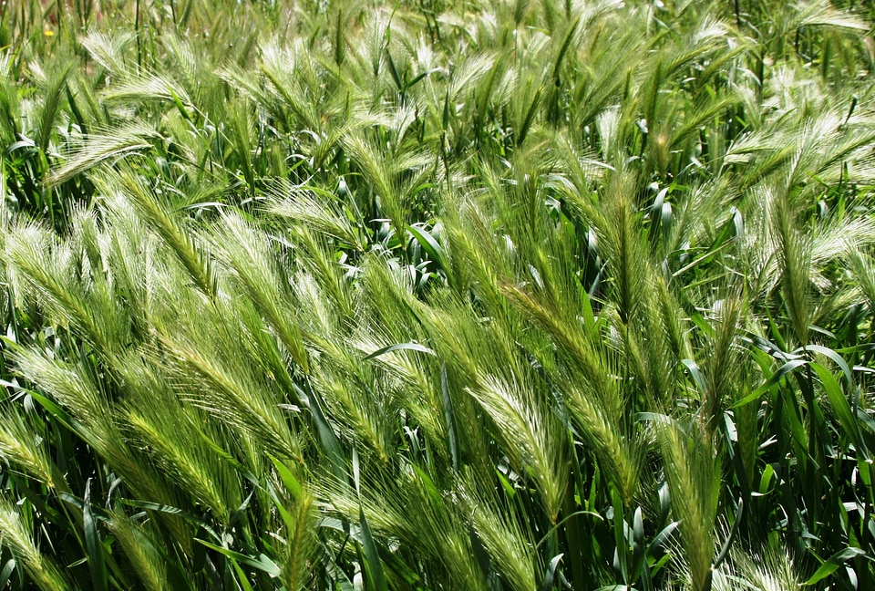 Green rural landscape