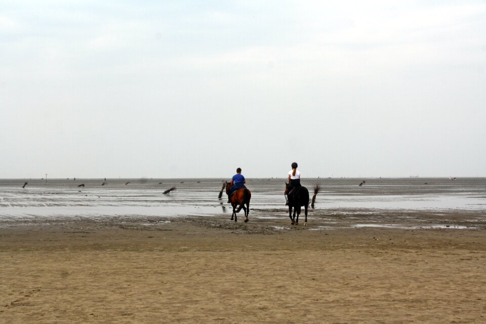 Ebb cuxhaven horses