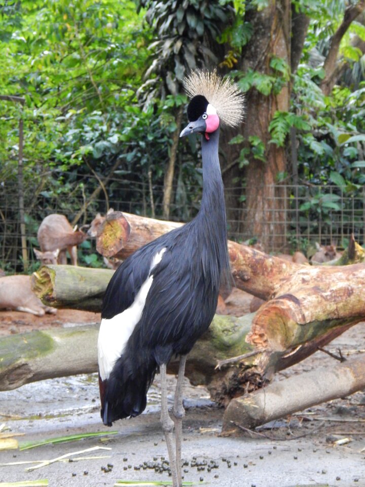 Plumage nature feather