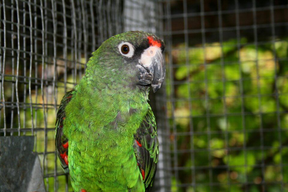 Green portrait animals